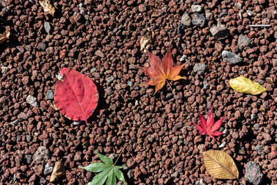 Autumn fallen red maple leaves on the ground. close-up, top view from above. fall seasonal concept 