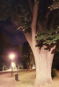 Illuminated tree against sky at night