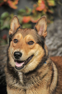 Close-up portrait of a dog