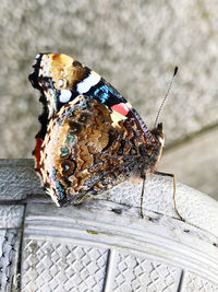 Close-up of butterfly on wood