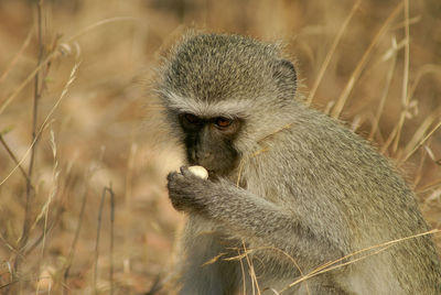 Vervet monkey in kruger national park is eating some seeds 