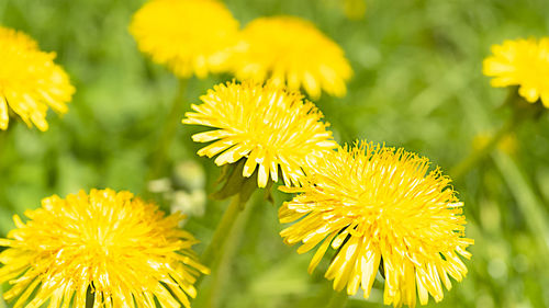 Yellow flowers dandelions on green grassy blurred background summer natural background
