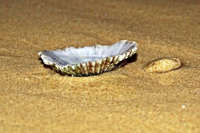 Close-up of crab on sand