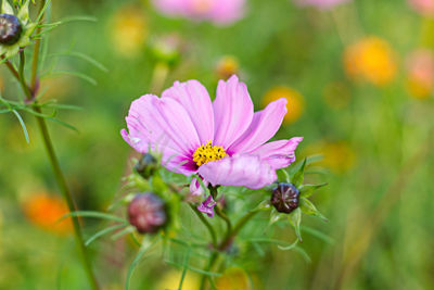 Close-up of pink flower