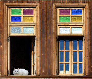 Cat looking through multicoloured stained glass window of house. 