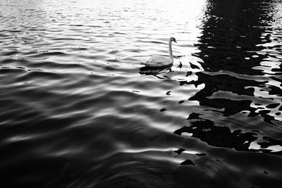 High angle view of ducks swimming in lake