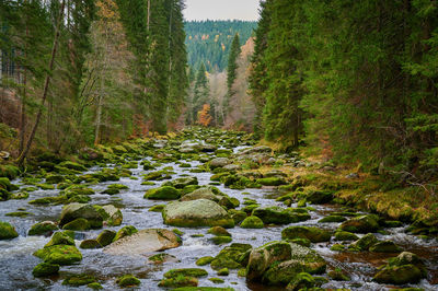 View of stream flowing through rocks in forest