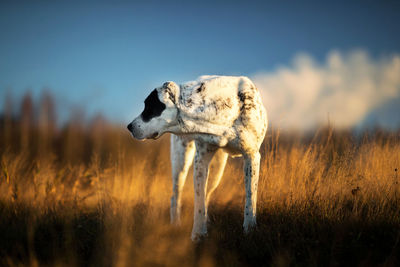 View of dog on field against sky