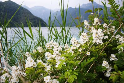 Close-up of white flowers growing in lake against sky