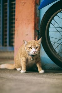 Portrait of a tiger cat