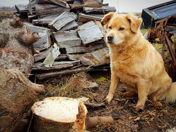 Dog outdoors