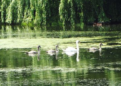 Swans swimming in lake