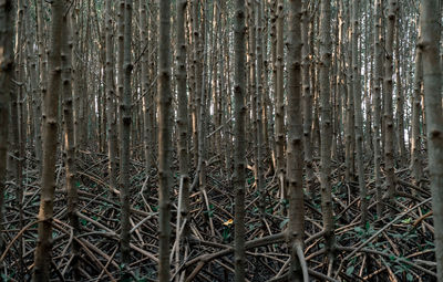 Full frame shot of bamboo trees in forest