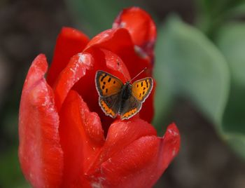 Close-up of ladybug on red flower