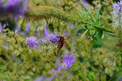 Close-up of bee on purple flower