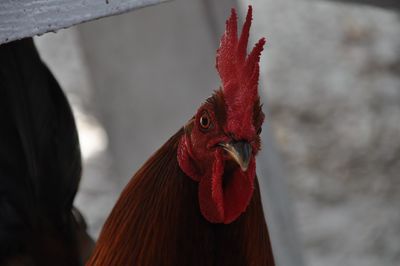 Close-up of red object