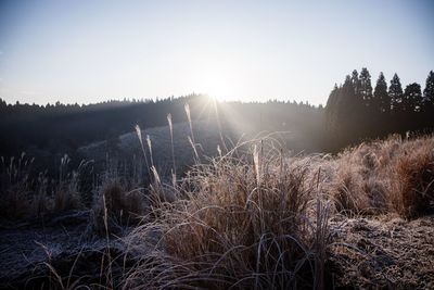 Scenic view of field against clear sky during winter