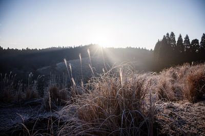 Scenic view of field against clear sky during winter