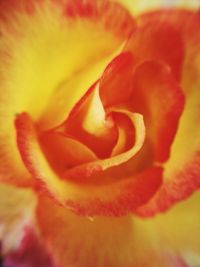 Macro shot of flower