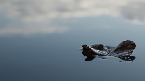 Close-up of a bird against the sky