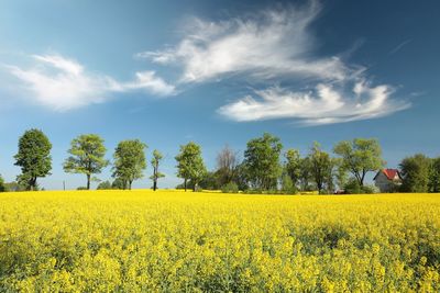 Scenic view of oilseed rape field against sky