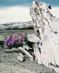 Purple flowers blooming by damaged tree on field against sky