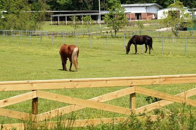 Horse grazing in ranch