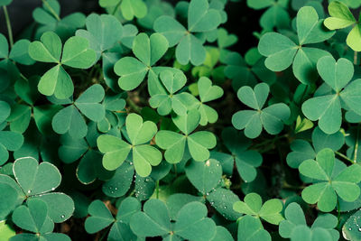 Full frame shot of plant