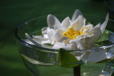 Close-up of frangipani in water