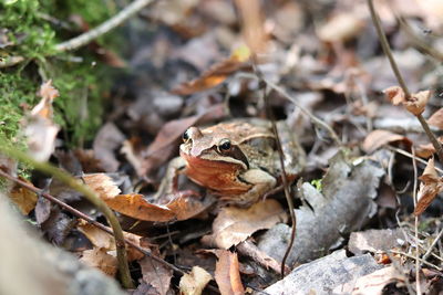 Close-up of frog on land