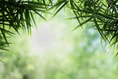 Low angle view of bamboo trees