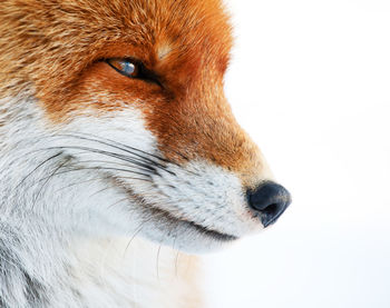 Close-up of red fox looking away