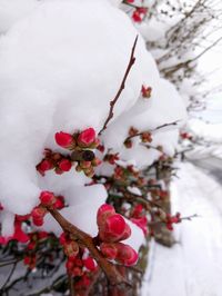 Close-up of frozen tree