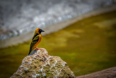 Close-up of bird perching on rock