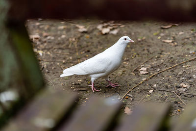 High angle view of seagull perching on land