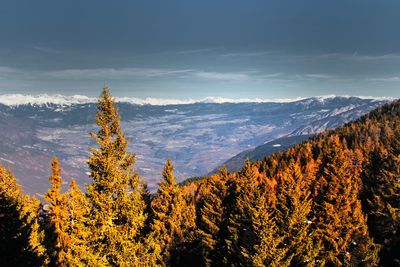 Scenic view of pine trees against sky during autumn