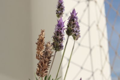 Close-up of purple flowering plant