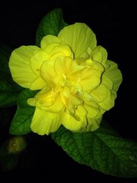 Close-up of flower over black background