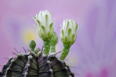 Close-up of succulent plant