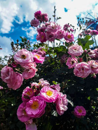 Close-up of pink roses