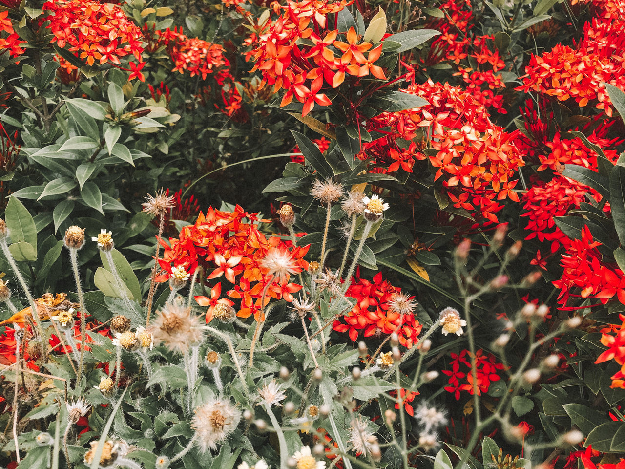 flower, flowering plant, plant, beauty in nature, growth, freshness, vulnerability, fragility, plant part, red, leaf, no people, nature, day, orange color, petal, botany, close-up, green color, flower head, outdoors