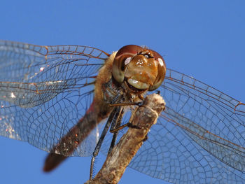 Low angle view of dragonfly on twig against clear blue sky