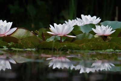Close-up of white flowers floating on water