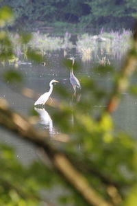 View of a bird in lake
