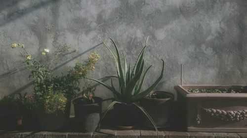 Close-up of plants