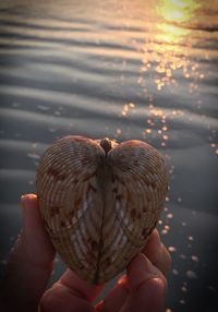 Cropped hand of person holding heart shape seashell at shore during sunrise