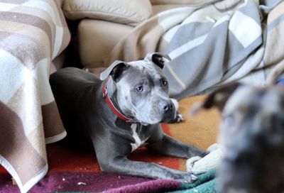 Portrait of dog relaxing on sofa at home