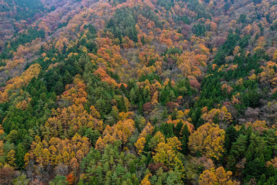 High angle view of pine trees in forest during autumn