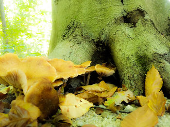 Close-up of lizard on tree trunk