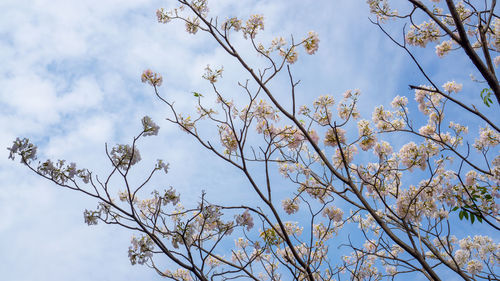 White trumpet shrub flowering tree blossom on green leaves under clouds and blue sky background